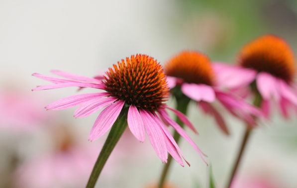 Herb Profile: Echinacea, Purple flower, Garden must have, pink flower, cone flower, herbal remedy, herbs for your garden, best herbs to grow